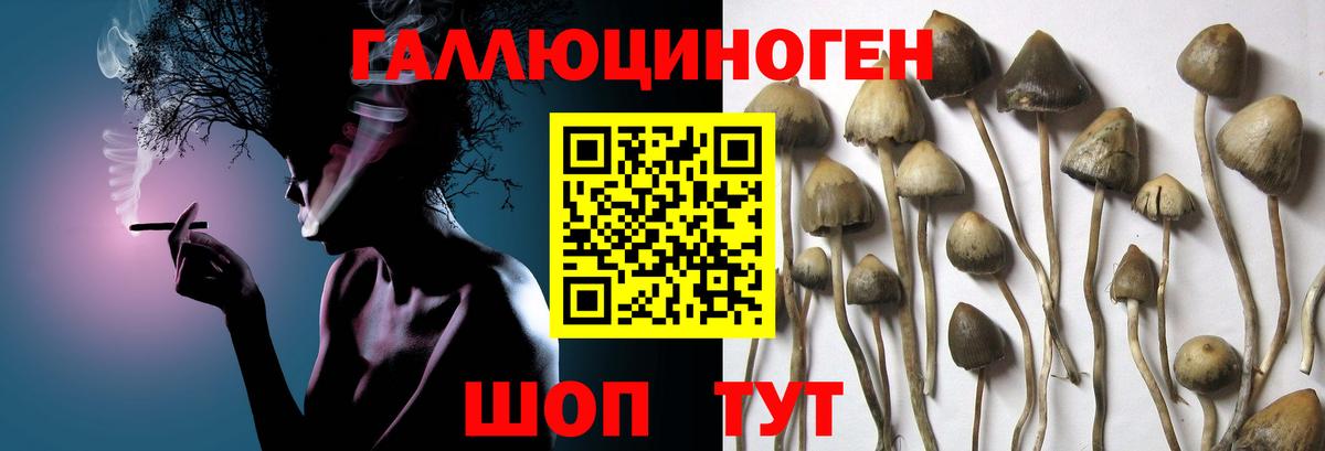 Псилоцибиновые грибы GOLDEN TEACHER  Галлюциногенные грибы Magic Shrooms  как найти закладки  Вход с VPN  Сосновый Бор 